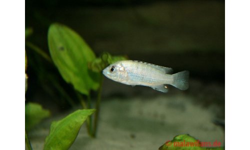Labidochromis caeruleus